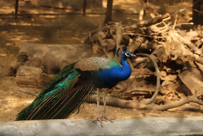 蓝色和绿色的孔雀在棕色的木木材
